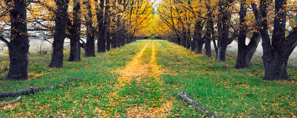 Country NSW