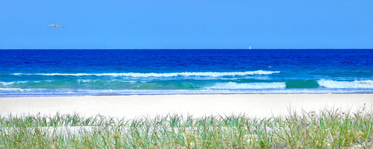 Mudjimba Dune Grass