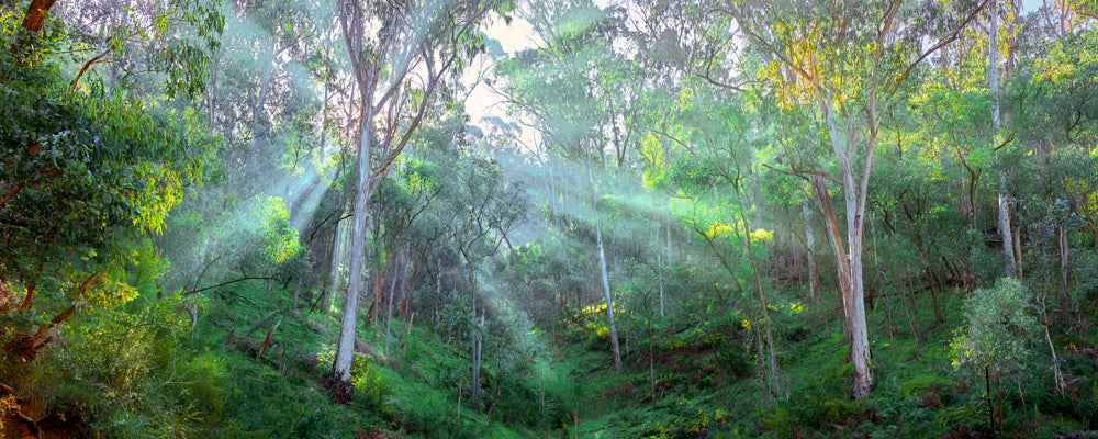 Bush Rays