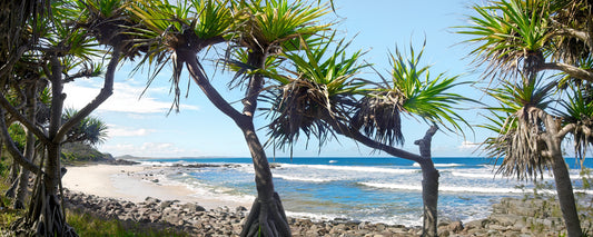 Coolum 3rd Bay Pandanus