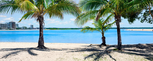 Cotton Tree Palms