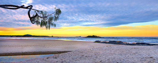 Cotton Tree Sunset