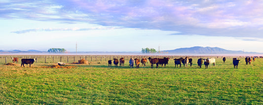 Country Cows