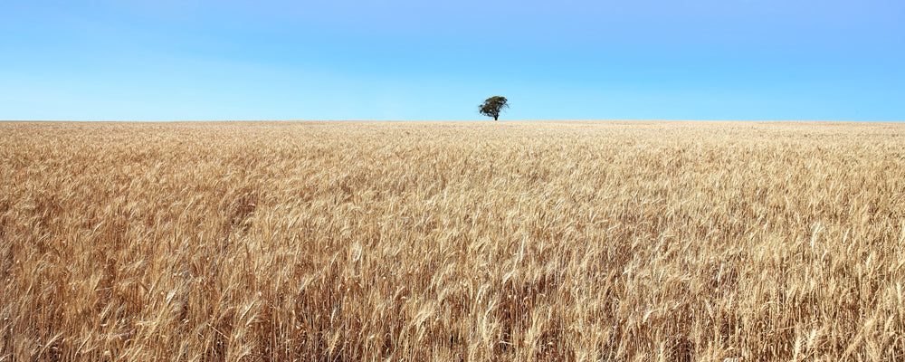 Field of Wheat