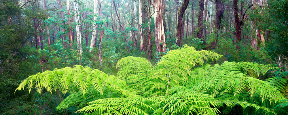 Katoomba Ferns