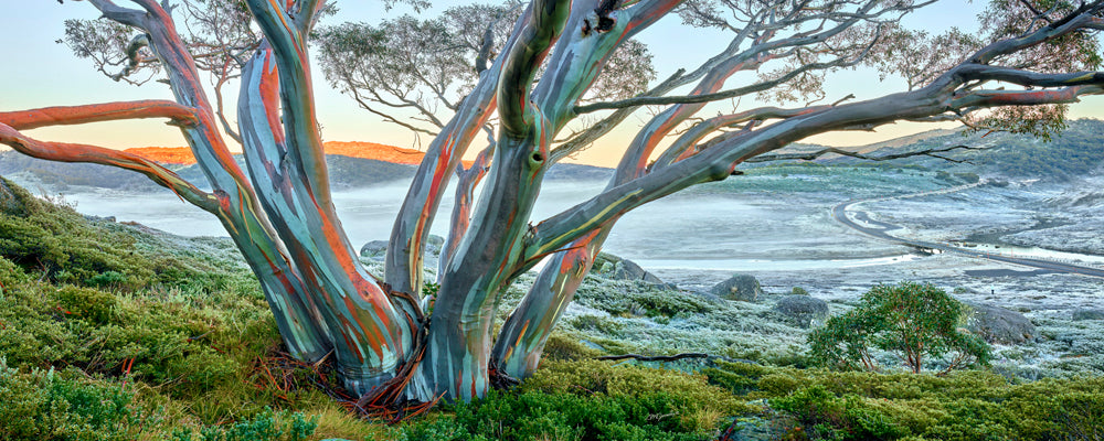 Snow Gum Glow