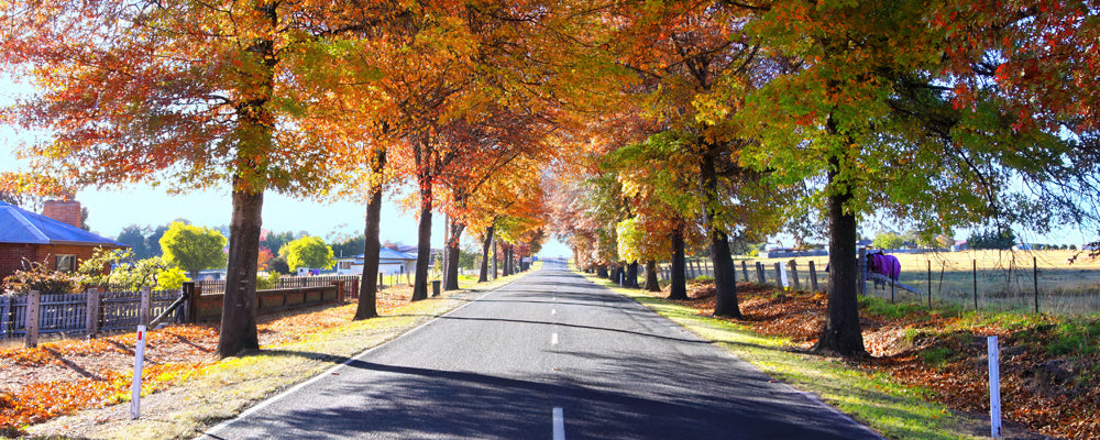 Tenterfield in Autumn