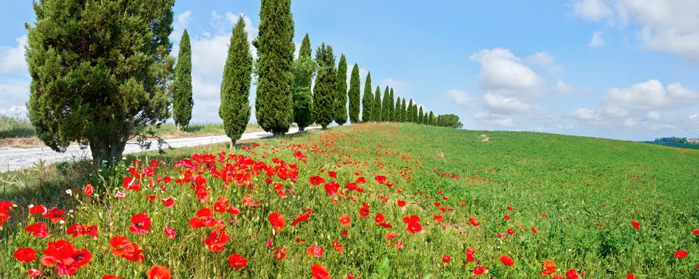 Tuscany Pencils and Poppies