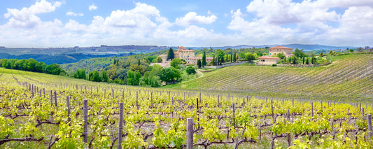 Tuscan Vineyards